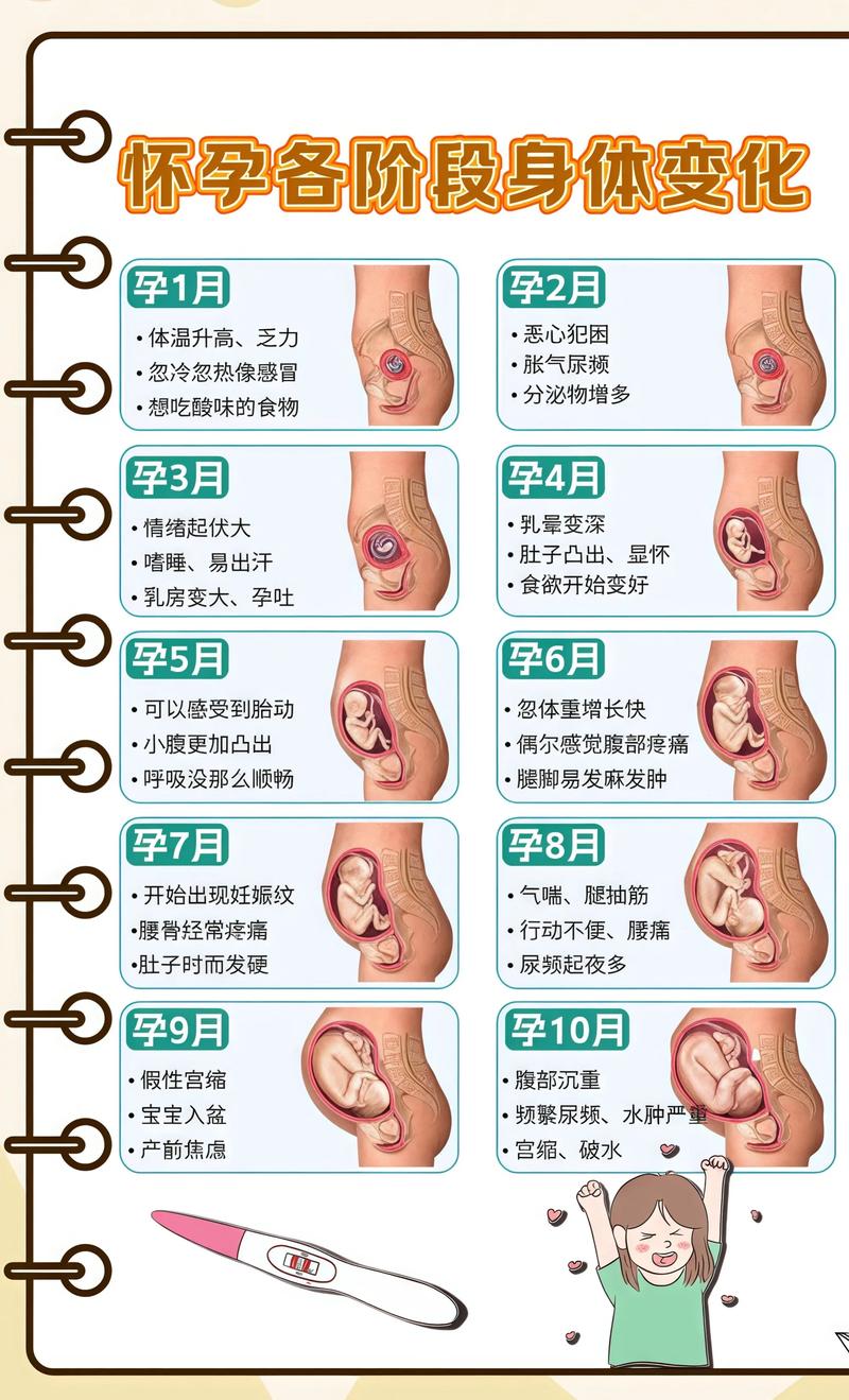 揭秘供卵代孕妈妈怀孕小腹分两节，孕期变化的奥秘山西代生机构: